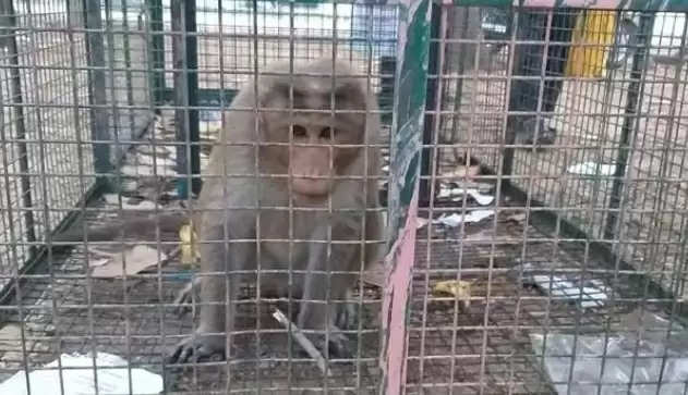 Murdered, arrested monkeys new information in the study