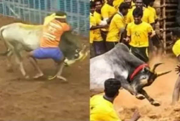 Jallikattu bulls in Avanyapuram, here they are jumping ..