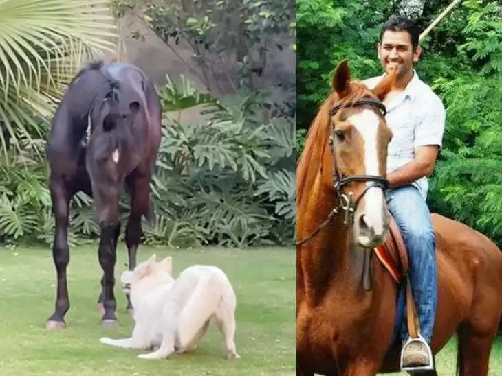 Tony Race with Horse Sakshi posted on Instagram