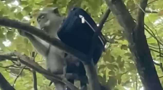 The monkey who snatched the wallet from the lawyer Suddenly it did .